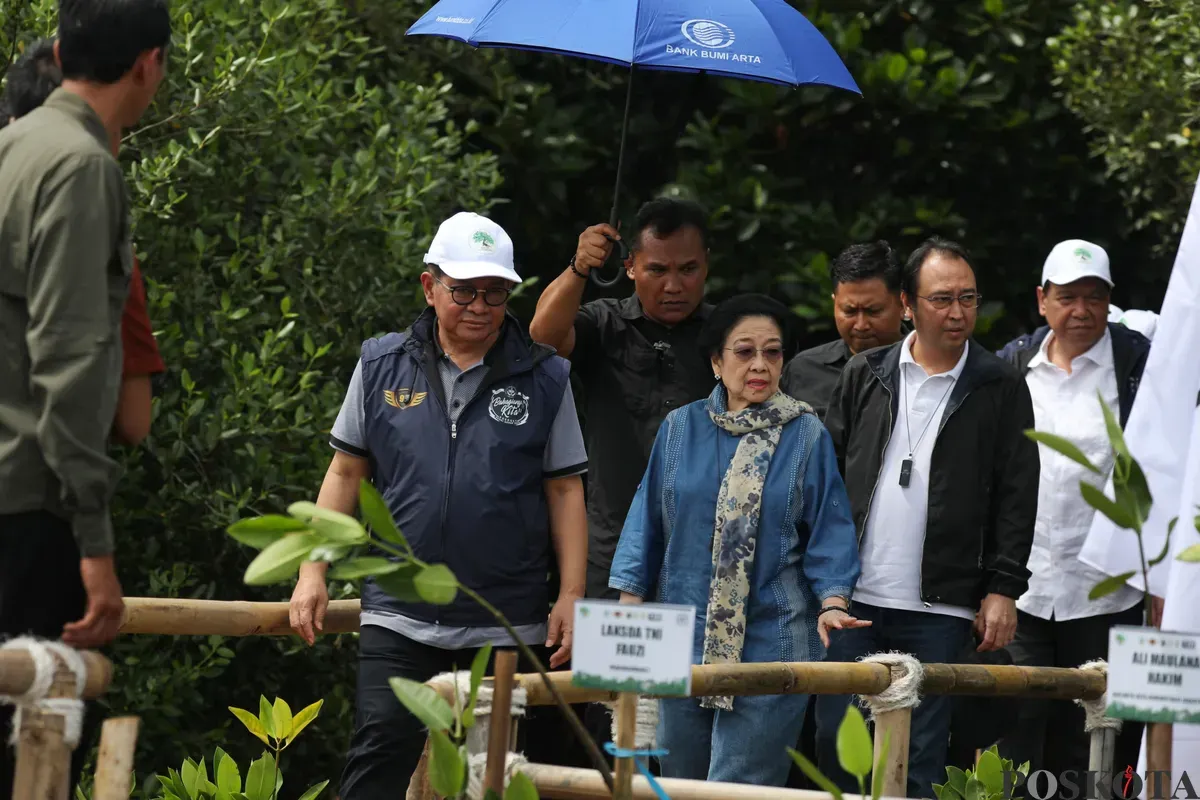 Pramono Anung dan Megawati Soekarnoputri menanam pohon mangrove di kawasan Hutan Lindung Angke Kapuk, Penjaringan, Jakarta Utara, Minggu, 20 April 2025. (Sumber: Poskota/Pandi Ramedhan)