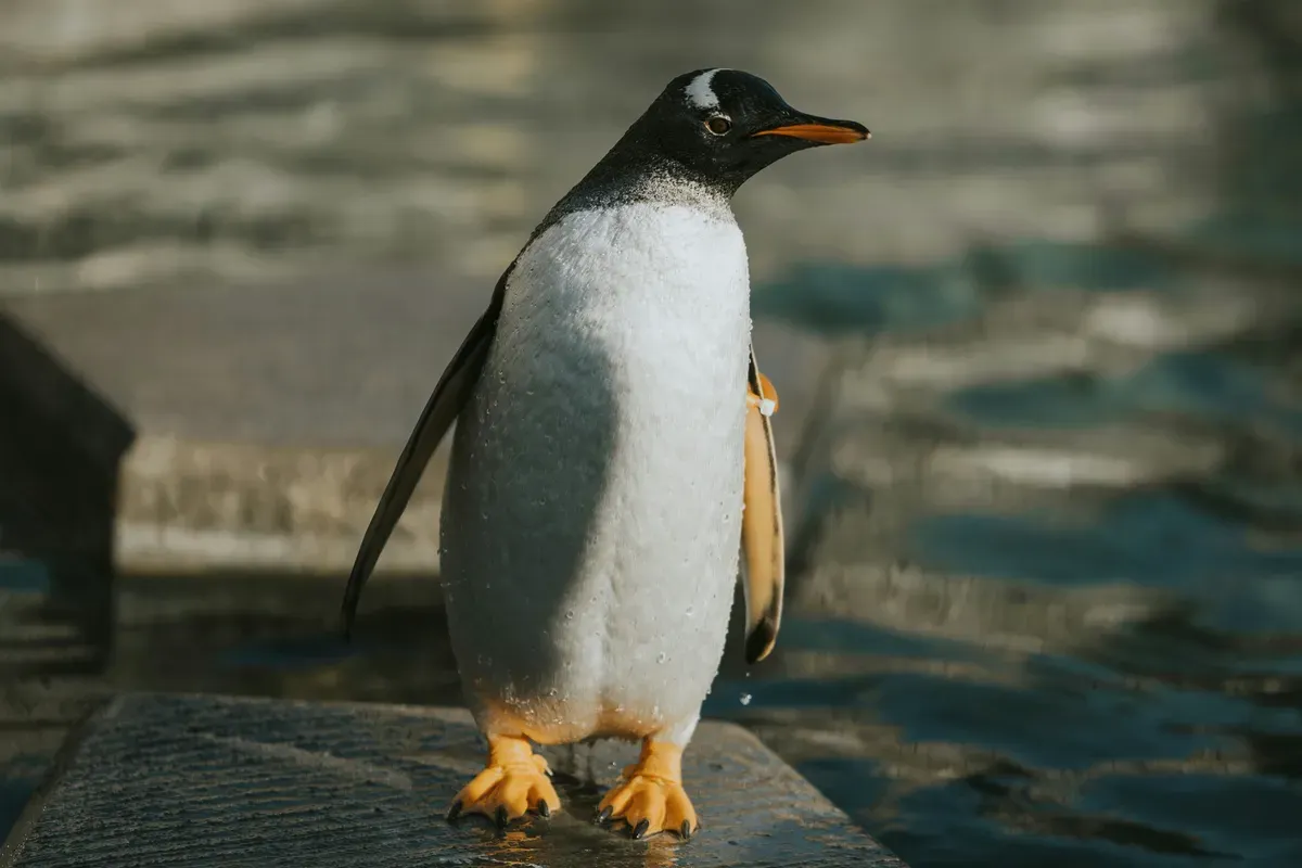 25 April Diperingati Sebagai Hari Penguin, Ini Sejarah dan Tujuannya (Sumber: Unsplash/Marc Tunguz)