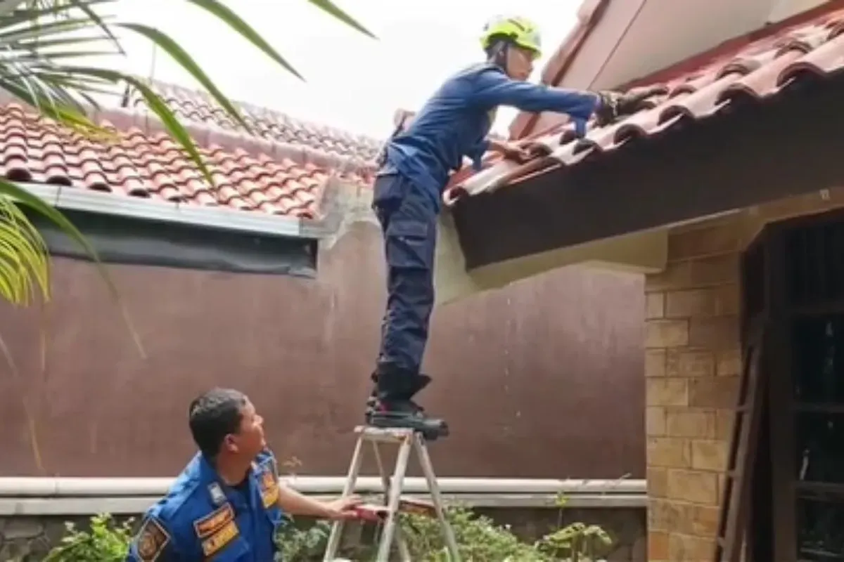 Proses evakuasi petugas Damkar Kota Bogor terhadap empat anak kucing yang terjebak di plafon rumah milik warga, Selasa 22 April 2025. (Sumber: Instagram/damkarkotabogor_official)
