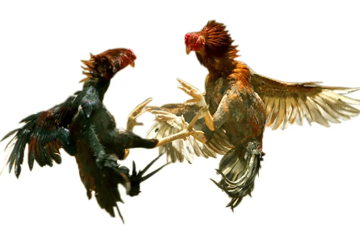 Ilustrasi sabung ayam. (Sumber: Istimewa)