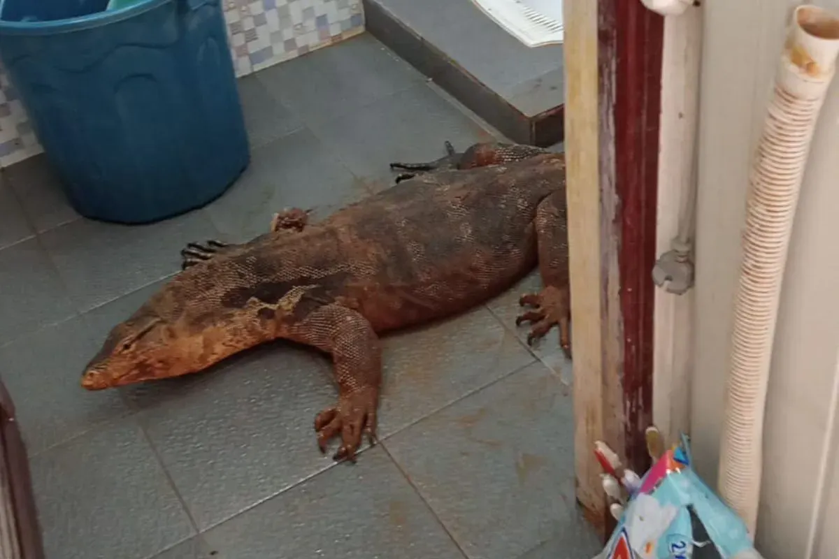 Biawak masuk ke dalam kamar mandi rumah warga di Curug, Bojongsari, Kota Depok, Selasa, 29 April 2025. (Sumber: Dok. Damkar Depok)