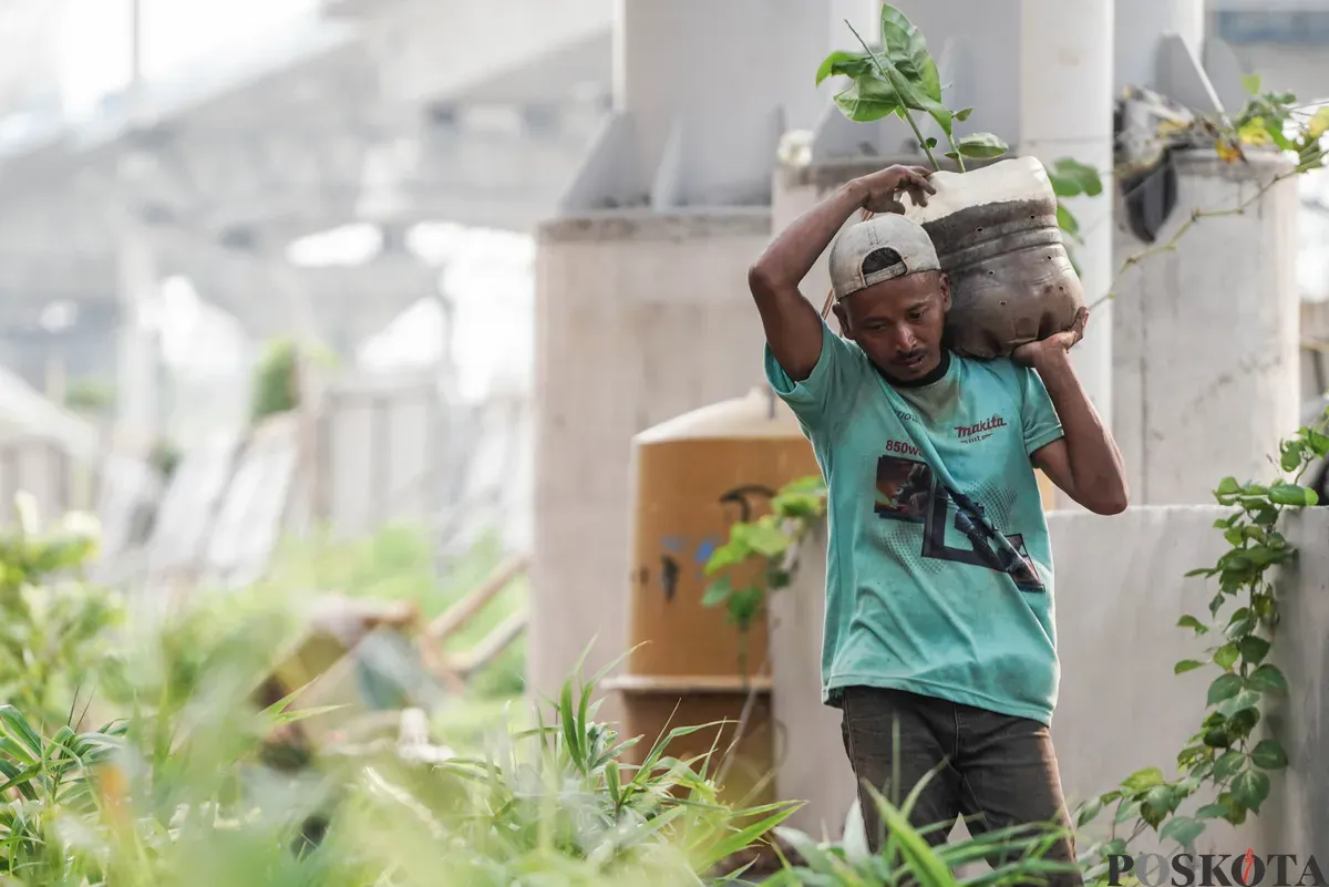 Warga merawat tanaman terong di lahan pertanian perkotaan di kawasan Kampung Susun Bayam, Tanjung Priok, Jakarta, Kamis, 7 Agustus 2025. (Sumber: Poskota/Bilal Nugraha Ginanjar)