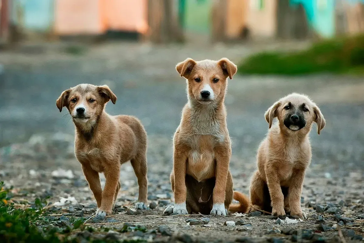 Hari Anjing Sedunia Diperingati Tiap Tanggal 26 Agustus, Berikut Penjelasan dan Cara Merayakannya (Sumber: Unsplash/Anoir Chafik)
