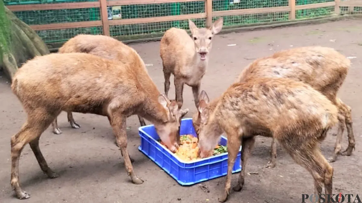 Beberapa satwa di Bandung Zoo terpaksa memakan makanan sisa donasi. (Sumber: Poskota/Gatot Poedji Utomo)