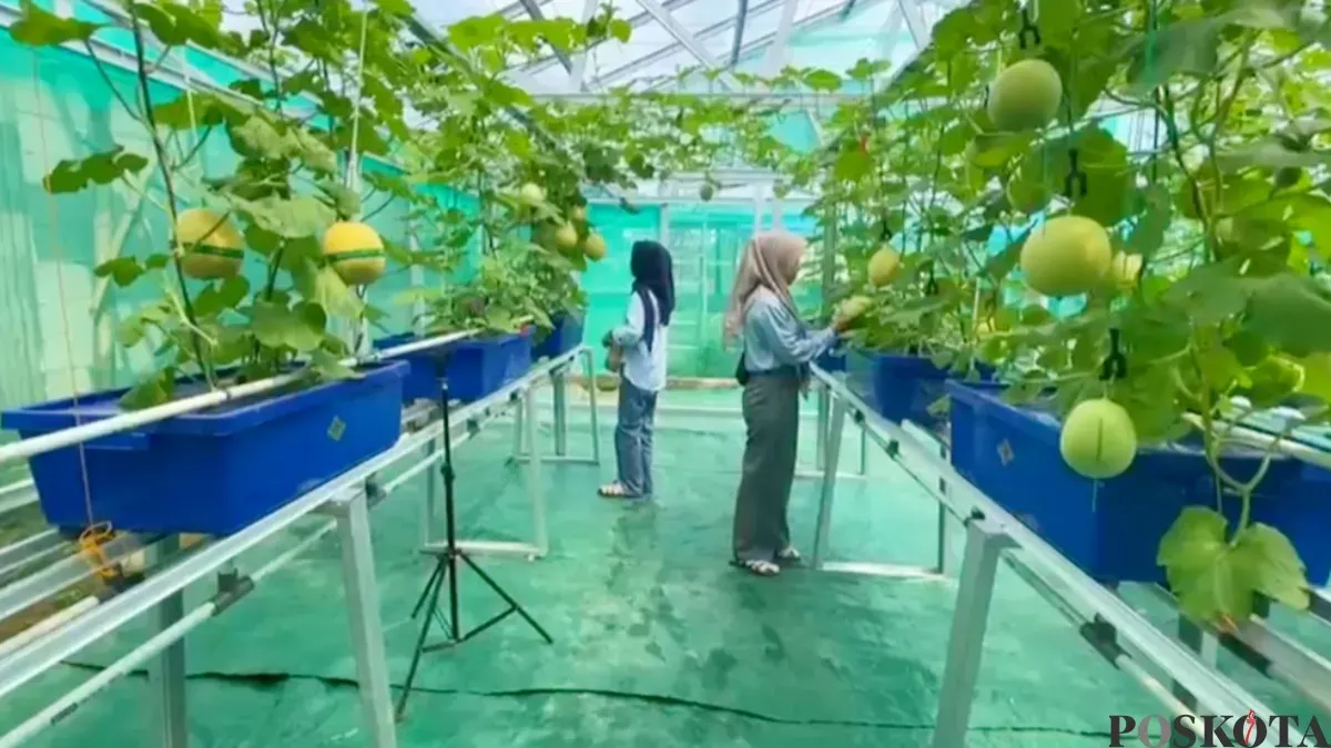 Sejumlah pengunjung saat menikmati suasana wisata kebun melon di Desa Sumurbandung, Kecamatan Cikulur, Lebak, Banten. (Sumber: Poskota/Samsul Fatoni)