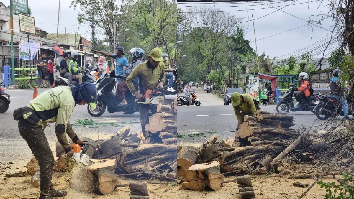 Pemkot Jakbar tebang pohon beringin di kawasan Kembangan, yang dianggap sudah rawan dan mengganggu saluran air. (Sumber: Istimewa)