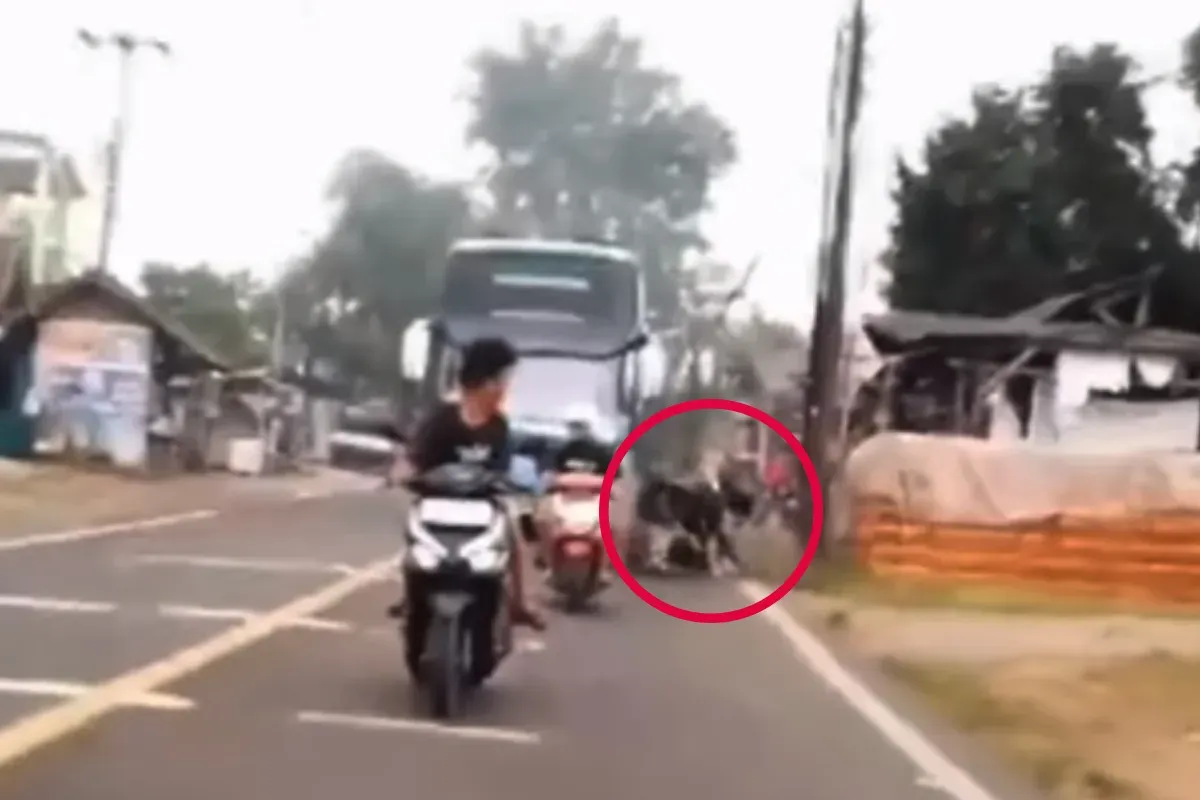Bocah terlindas bus hingga meninggal dunia saat membuat konten berburu klakson telolet di Serang. (Sumber: Tangkap Layar Instagram/@funnelmedia)