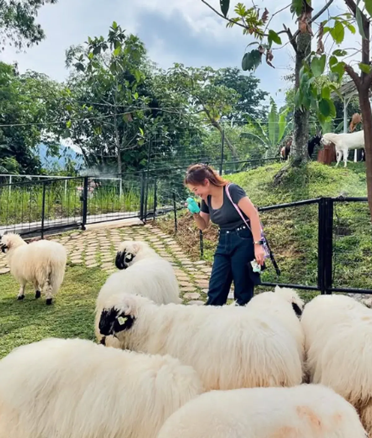 Bukit Domba Sentul menghadirkan domba Valais Blacknose yang mirip di film Shaun the Sheep (Sumber: Instagram/@melitaintan)