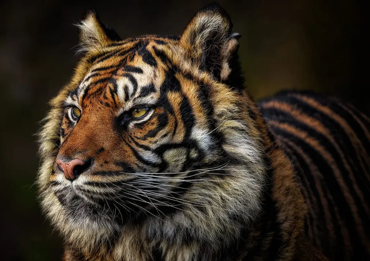 Punya aura kuat dan keberanian luar biasa! 7 weton ini bukan orang sembarangan, energinya setara khodam harimau. (Sumber: Pixabay)