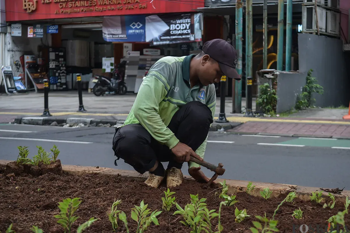 Petugas Suku Dinas Kehutanan Jakarta Selatan menanam tanaman hias Patah Tulang di area pembatas jalan tepat di bawah jalur kereta MRT di Jalan Panglima Polim, Jakarta Selatan, Sabtu, 18 Januari 2025. (Sumber: Poskota/Bilal Nugraha Ginanjar)