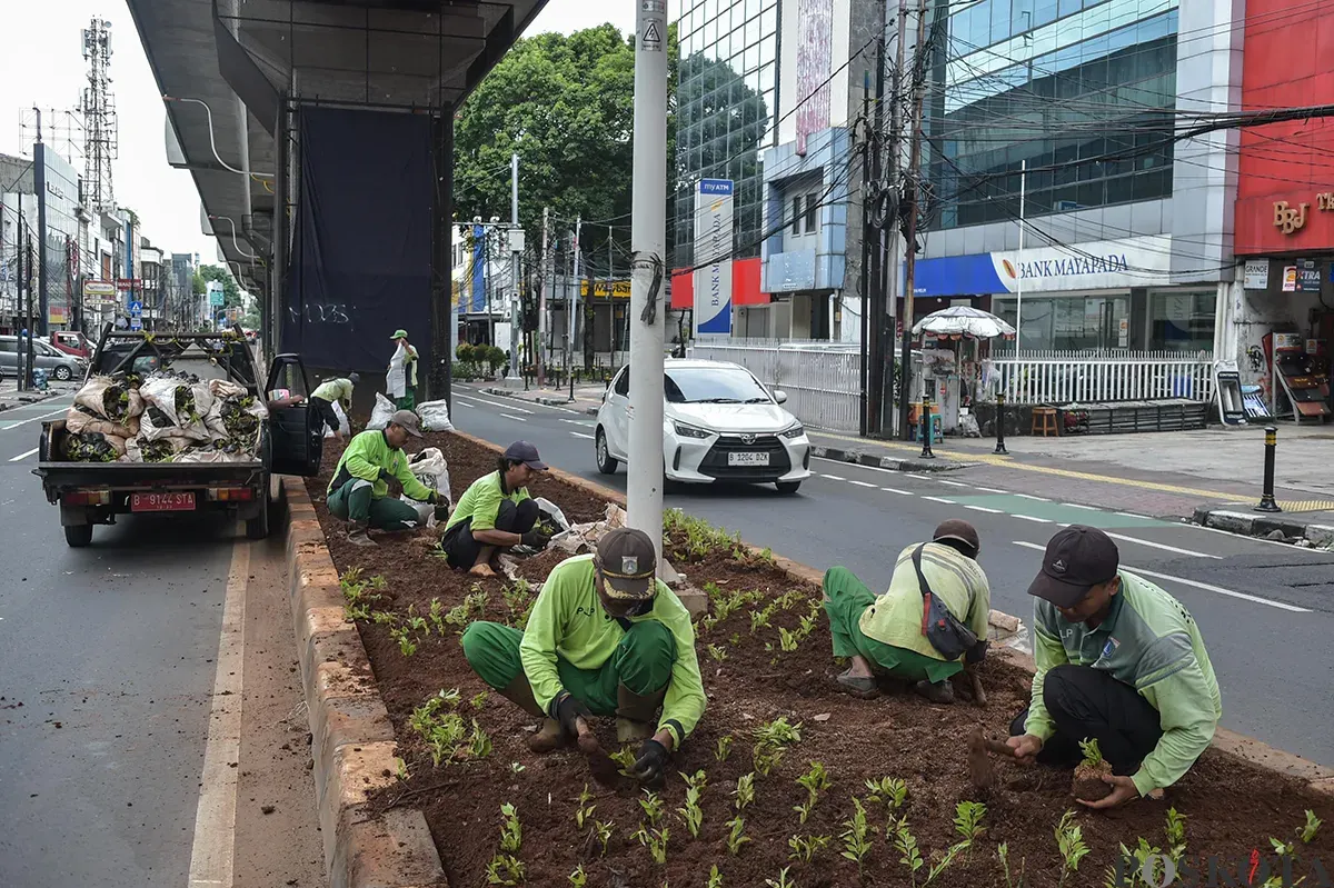 Petugas Suku Dinas Kehutanan Jakarta Selatan menanam tanaman hias jenis Patah Tulang di area pembatas jalan, tepat di bawah jalur kereta MRT, di Jalan Panglima Polim, Jakarta Selatan, Sabtu, 18 Januari 2025. (Sumber: Poskota/Bilal Nugraha Ginanjar)