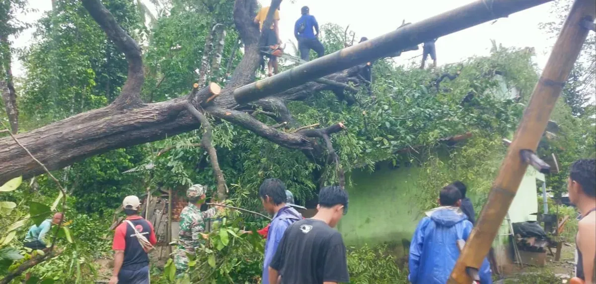 Sejumlah warga Ujung Jaya, Kecamatan Sumur, Pandeglang, saat melakukan penanganan pohon tumbang yang menimpa rumah warga akibat angin puting beliung. (Sumber: Dok. Sekdes Ujung Jaya)