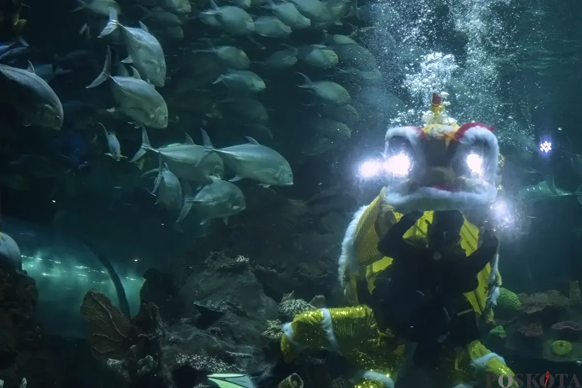 Penyelam berkostum barongsai dan putri duyung melakukan atraksi di dalam akuarium raksasa Sea World, Ancol, Jakarta Utara, Kamis, 23 Januari 2025. (Sumber: Poskoata/ Bilal Nugraha Ginanjar)