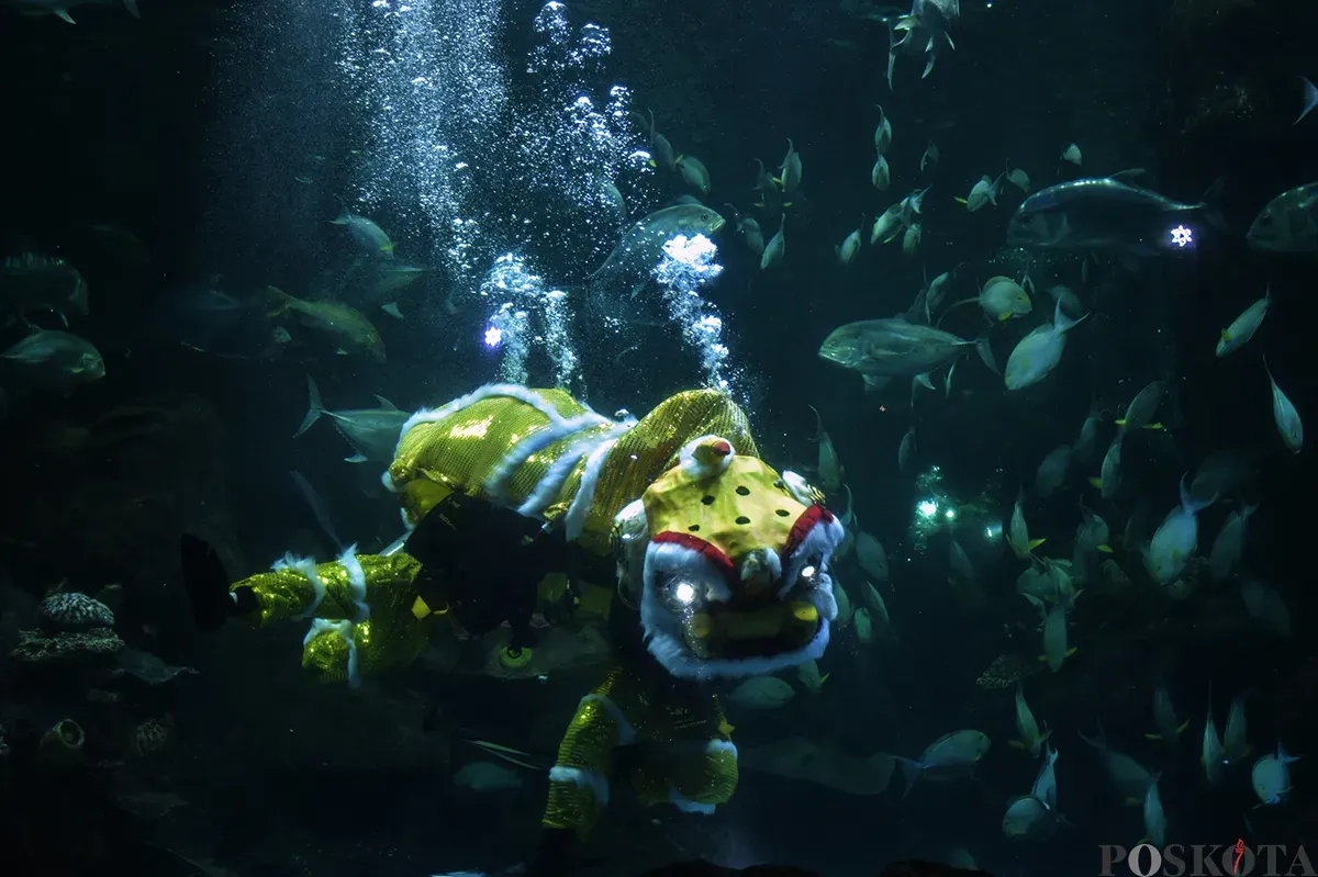 Penyelam berkostum barongsai dan putri duyung melakukan atraksi di dalam akuarium raksasa Sea World, Ancol, Jakarta Utara, Kamis, 23 Januari 2025. (Sumber: Poskoata/ Bilal Nugraha Ginanjar)
