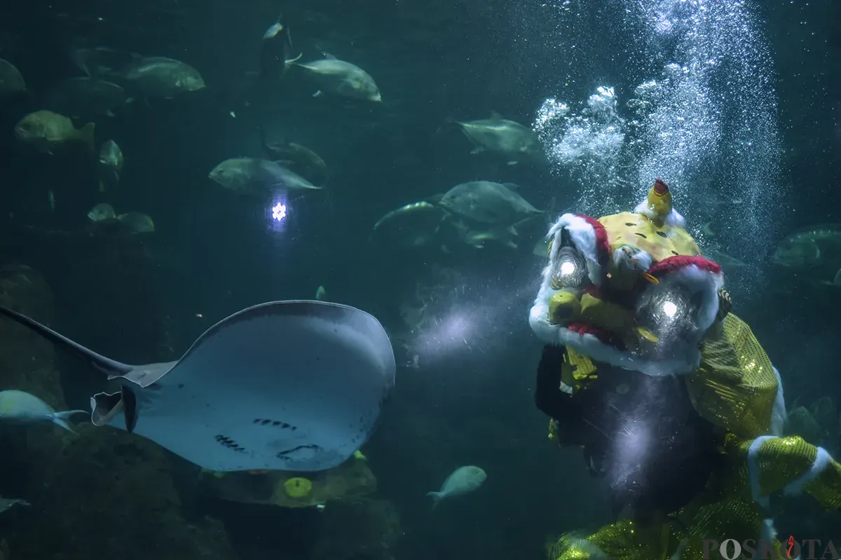 Penyelam berkostum barongsai dan putri duyung melakukan atraksi di dalam akuarium raksasa Sea World, Ancol, Jakarta Utara, Kamis, 23 Januari 2025. (Sumber: Poskoata/ Bilal Nugraha Ginanjar)