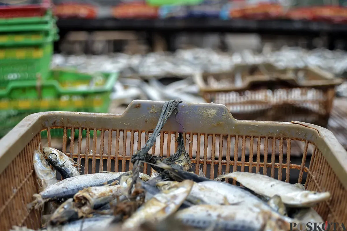 Pengrajin ikan asin menjemur ikan saat proses pengeringan di kawasan Muara Angke, Jakarta Utara, Kamis, 23 Januari 2025. (Sumber: Poskoata/ Bilal Nugraha Ginanjar)