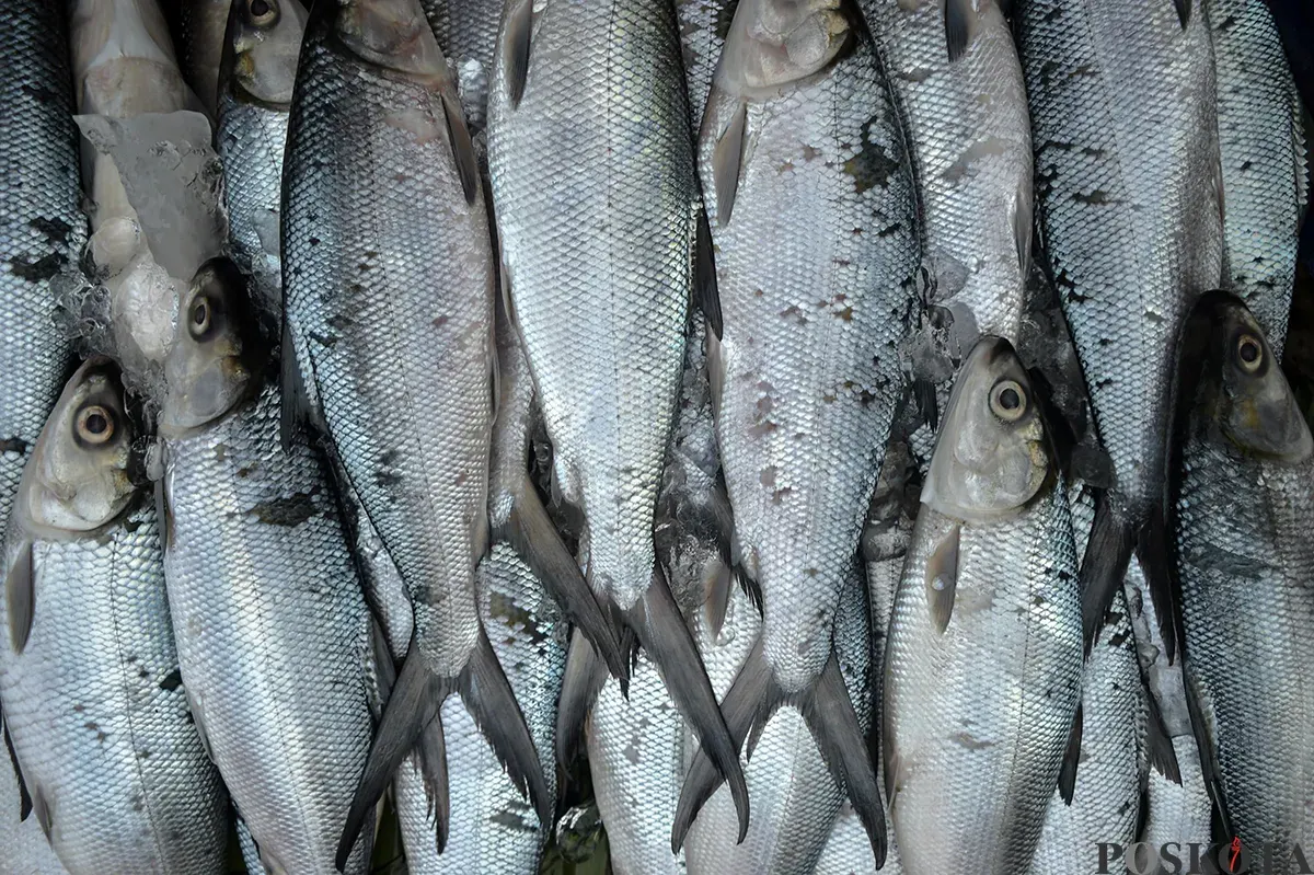 Penjual melayani pembeli ikan bandeng di kawasan, Rawa Belong, Kebon Jeruk, Jakarta Barat, Sabtu, 25 Januari 2025. (Sumber: Poskota/Bilal Nugraha Ginanjar)