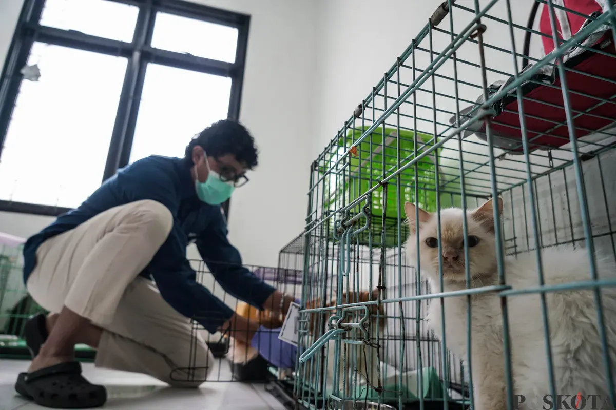 Dokter merawat kucing di Pusat Kesehatan Hewan Ragunan, Jakarta Selatan, Selasa, 17 Juni 2025. (Sumber: Poskota/Bilal Nugraha Ginanjar)