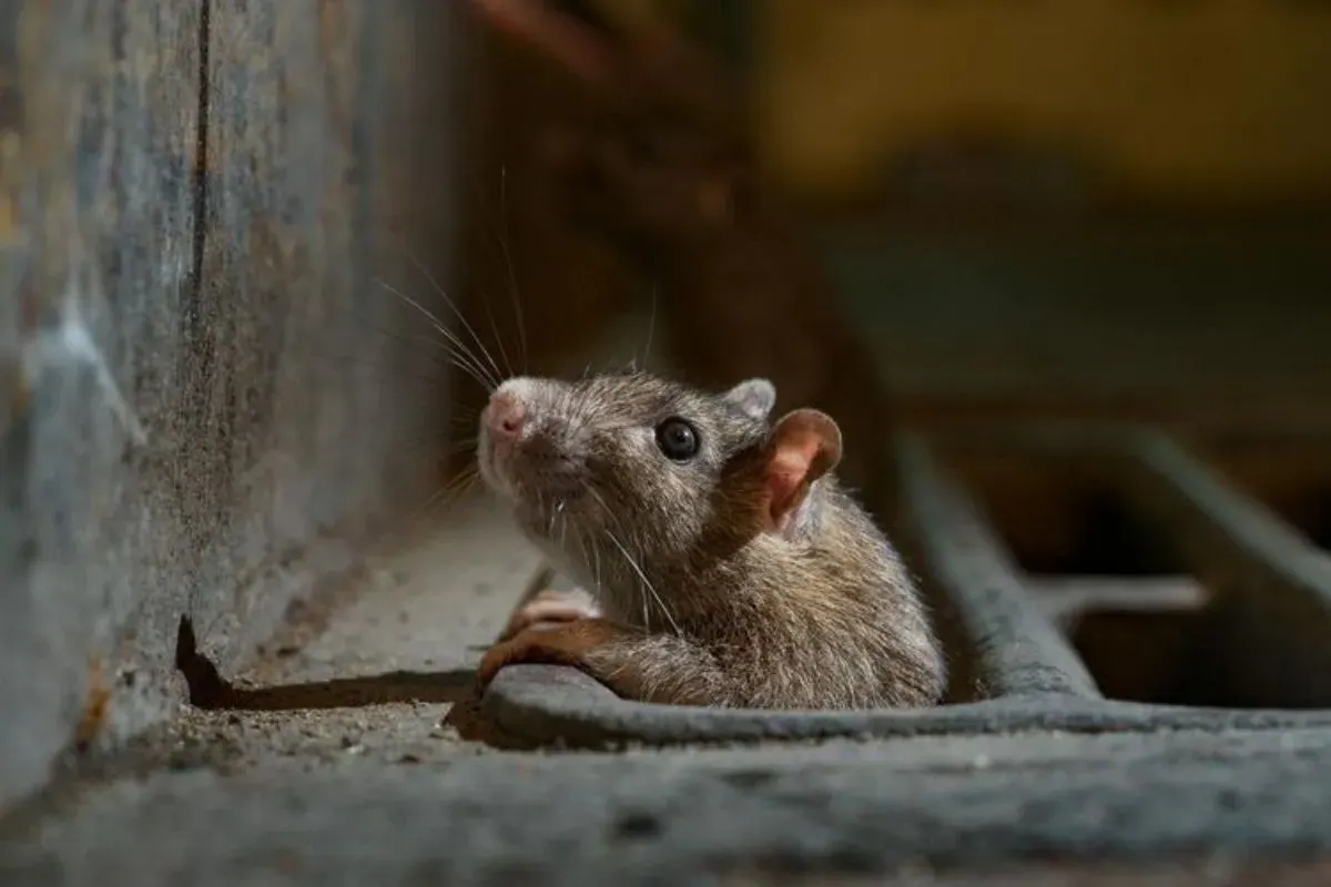 Cara usir tikus dengan bahan alami. (Sumber: Pinterest : @bella)