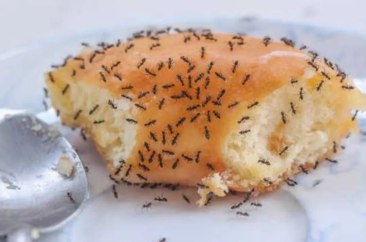Cara usir semut dari makanan. (Sumber: InnerSelf)