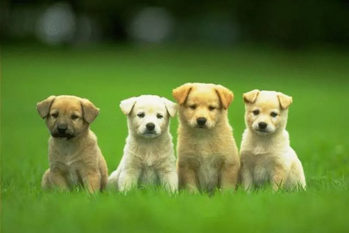 10 cara merayakan hari anak anjing nasional (Sumber: Pinterest/amandacayfield)