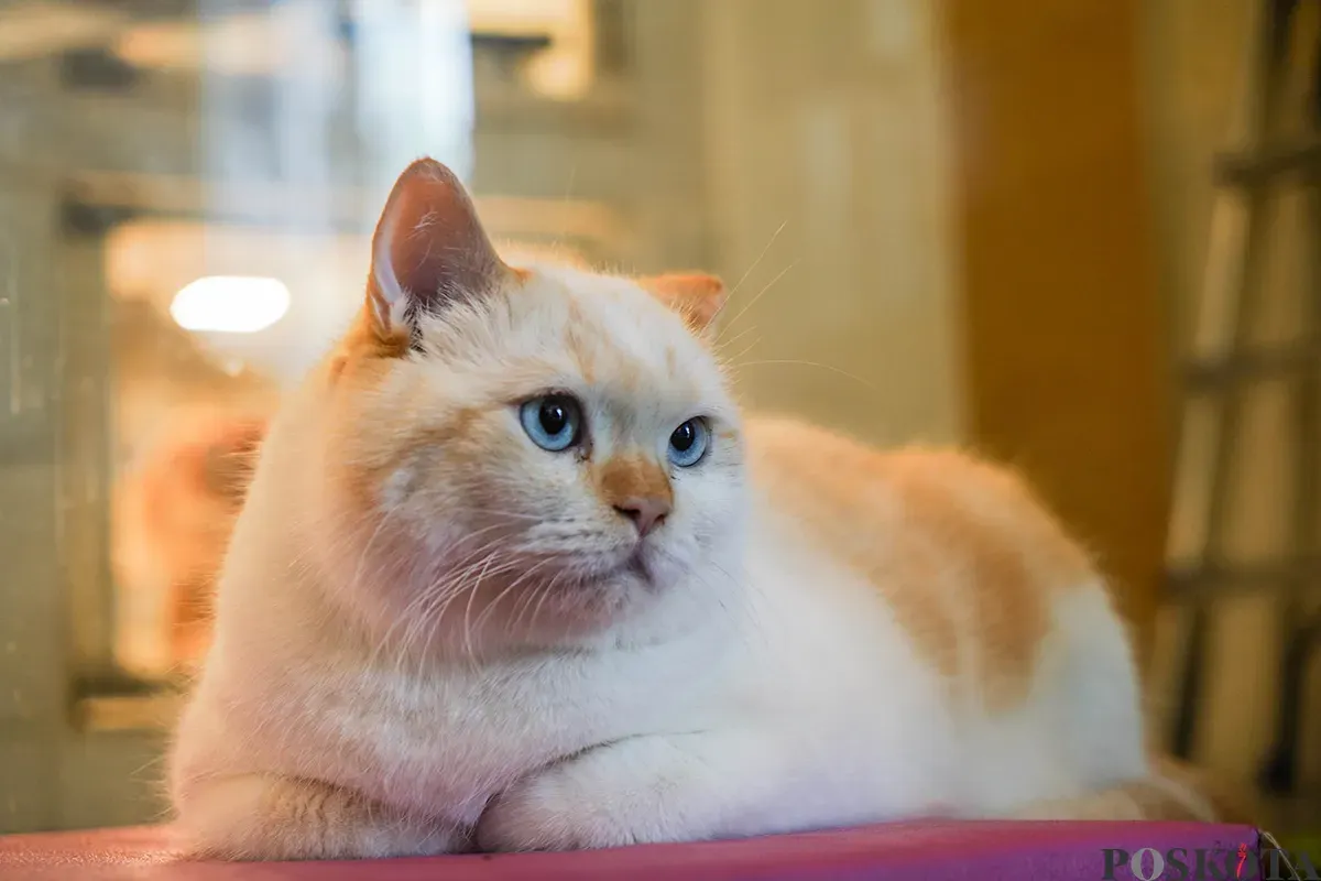 Petugas merawat kucing yang dititipkan di layanan penitipan hewan peliharaan, Arnamir Cat Hotel yang berlokasi di kawasan Setiabudhi, Jakarta, Senin, 24 Maret 2025. (Sumber: Poskota/Bilal Nugraha Ginanjar)