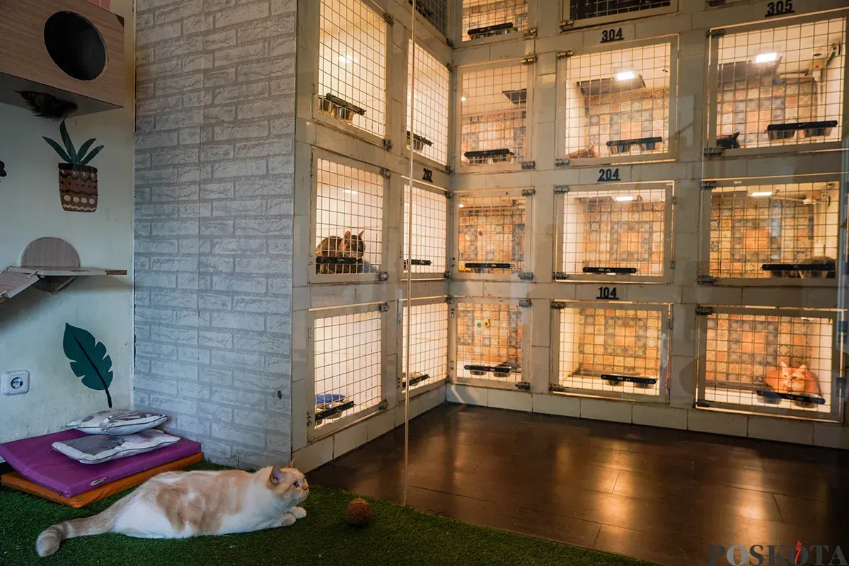 Petugas merawat kucing yang dititipkan di layanan penitipan hewan peliharaan, Arnamir Cat Hotel yang berlokasi di kawasan Setiabudhi, Jakarta, Senin, 24 Maret 2025. (Sumber: Poskota/Bilal Nugraha Ginanjar)