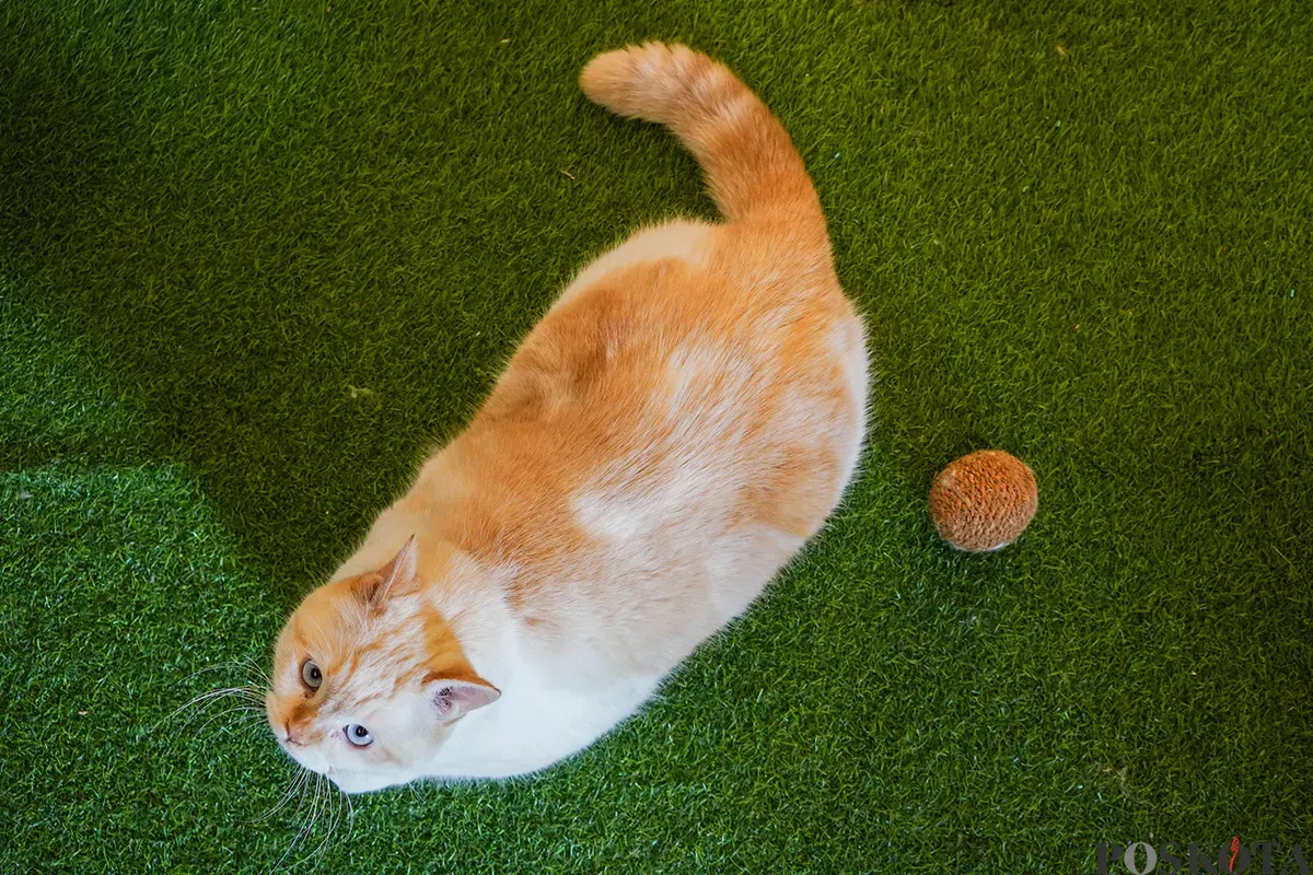 Petugas merawat kucing yang dititipkan di layanan penitipan hewan peliharaan, Arnamir Cat Hotel yang berlokasi di kawasan Setiabudhi, Jakarta, Senin, 24 Maret 2025. (Sumber: Poskota/Bilal Nugraha Ginanjar)