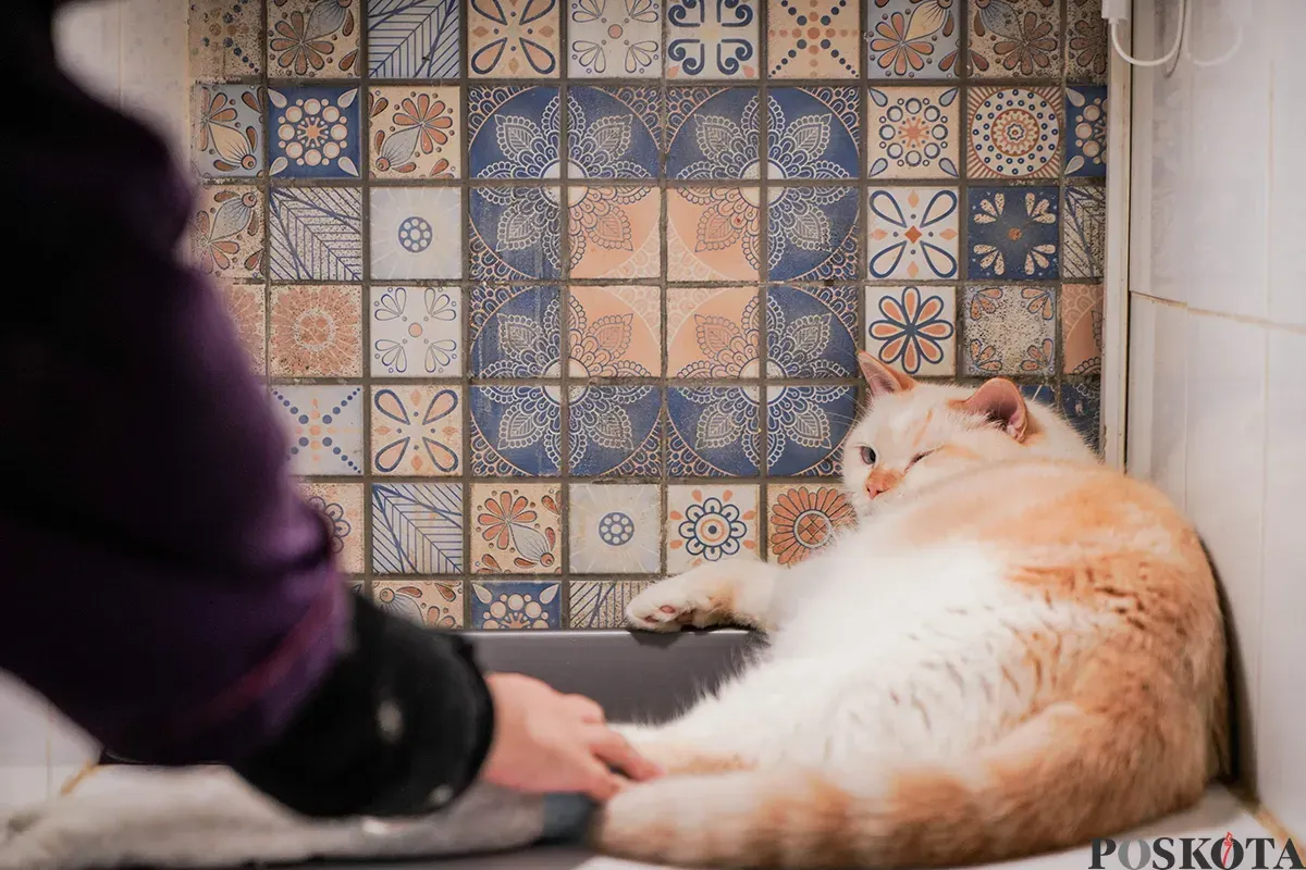 Petugas merawat kucing yang dititipkan di layanan penitipan hewan peliharaan, Arnamir Cat Hotel yang berlokasi di kawasan Setiabudhi, Jakarta, Senin, 24 Maret 2025. (Sumber: Poskota/Bilal Nugraha Ginanjar)