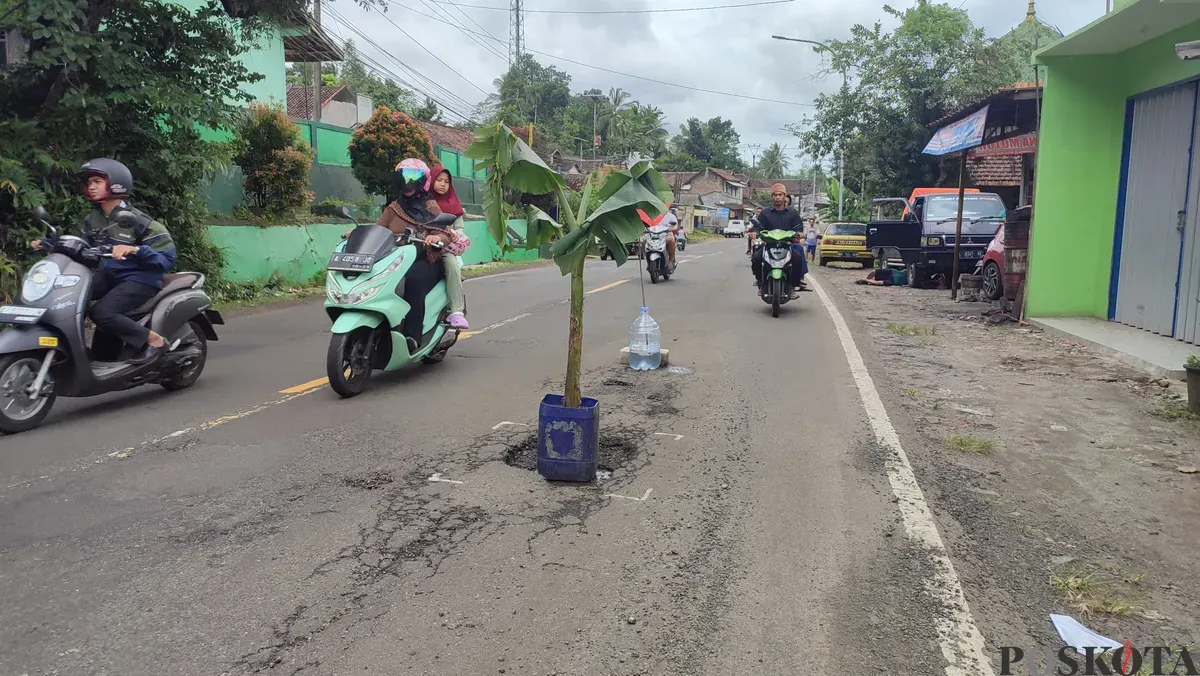 Batang pohon pisang diletakkan di tengah jalan nasional Pandeglang-Labuan, Pasirerih, Cisata, Pandeglang, Jumat, 21 Maret 2025. Jalan tersebut rusak parah. (Sumber: Poskota/Samsul Fatoni)