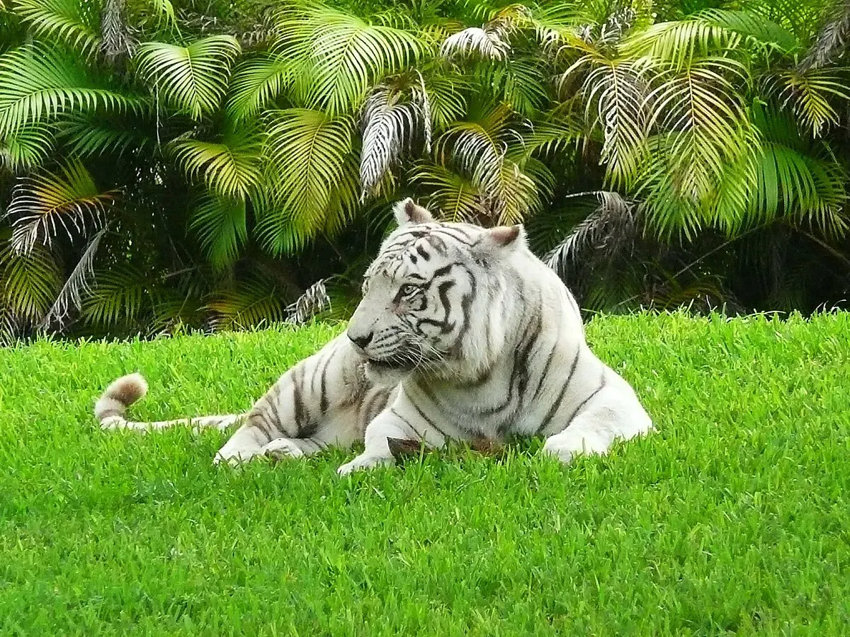 6 weton ini dipercaya memiliki Khodam Harimau Putih. (Sumber: Wikipedia)