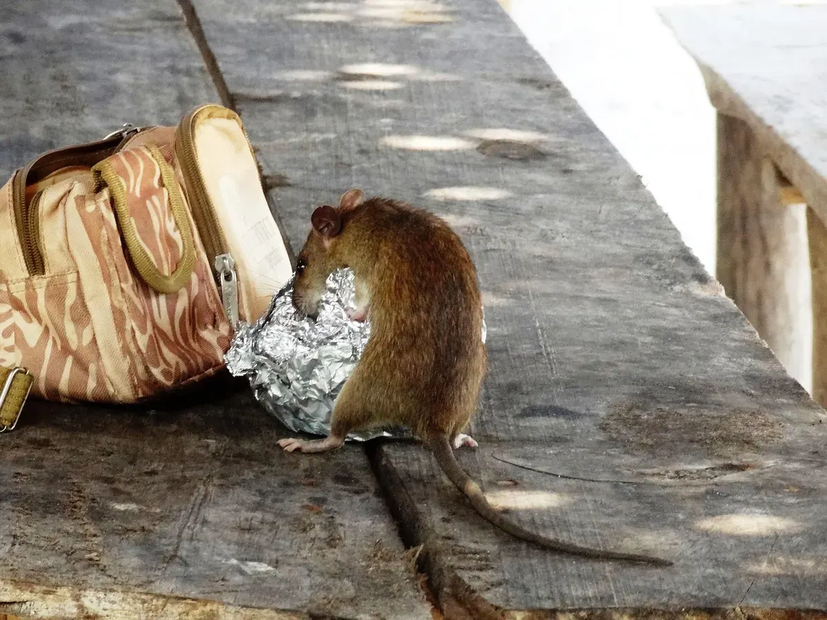 Tips usir tikus dari rumah ini bisa Anda lakukan dengan mudah dan juga praktis. (Sumber: Pixabay/Erich Erich Röthlisberger)