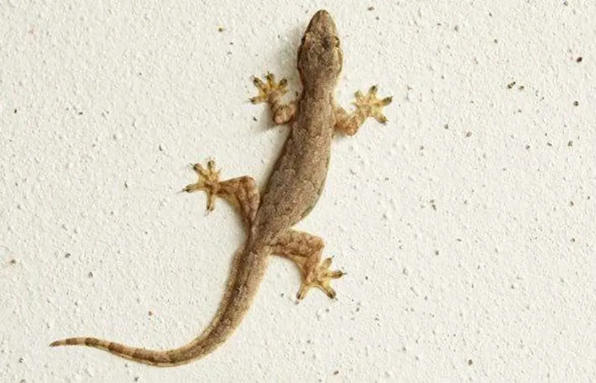 Cara ampuh usir cicak di rumah. (Sumber: Tokopedia)