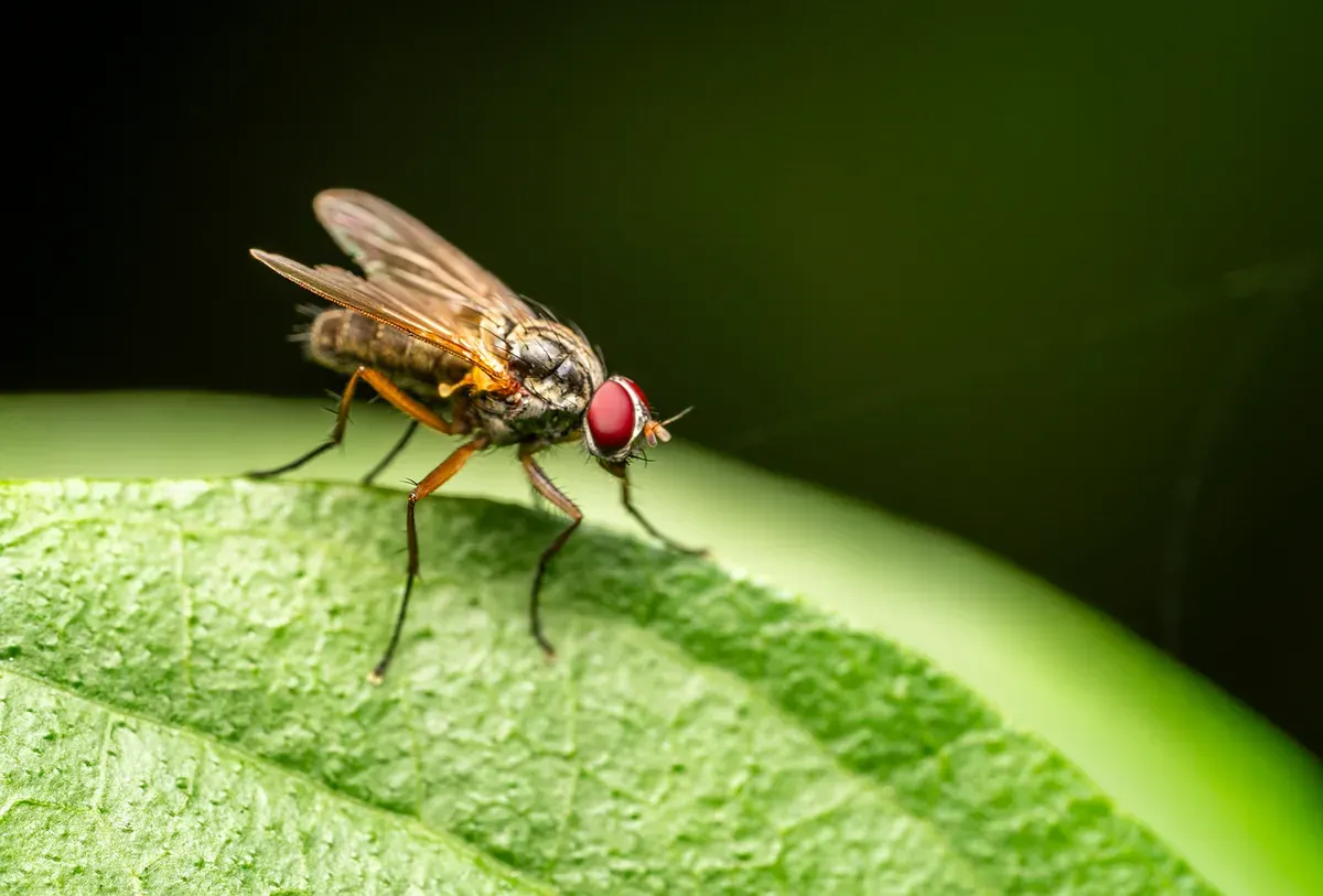 Usir lalat dari rumah menggunakan beberapa langkah mudah ini. (Sumber: Pixabay/NatureInFocus)