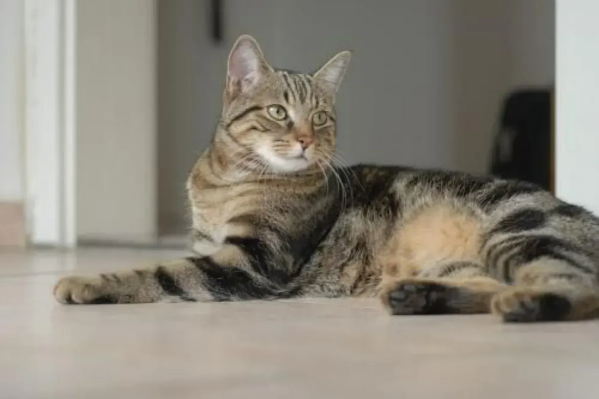 Cek tips praktis menjaga kucing tetap aman dan nyaman meski ditinggal mudik. (Sumber: Pinterest/KW1)