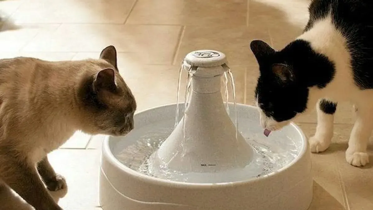 Mudik tenang tanpa khawatir kucing di rumah. Simak cara praktis merawat anabul saat Anda pergi. (Sumber: Pinterest)