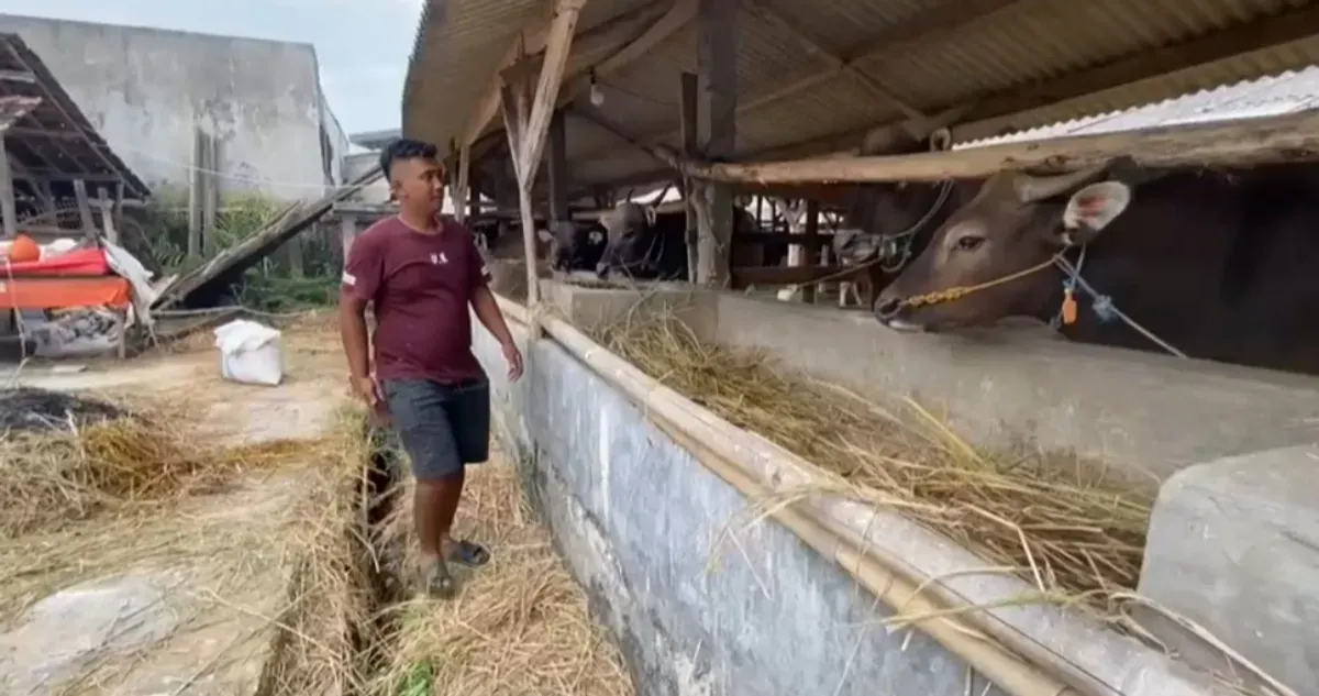 Endang Saputra, 49 tahun, penjual hewan kurban di Desa Cilangkap, Kecamatan Kalanganyar, Lebak saat menunjukan sejumlah hewan kurban di lapaknya, Kamis, 15 Mei 2025. (Sumber: Dok. Pribadi)