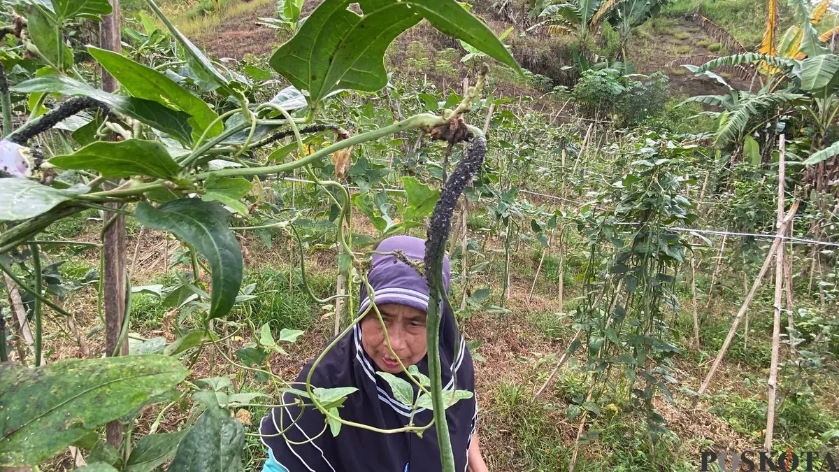 Seorang petani di bantaran Waduk Saguling, Kabupaten Bandung Barat, menunjukan hama yang menempel pada tanaman kacang panjang. (Sumber: Poskota/Gatot Poedji Utomo)