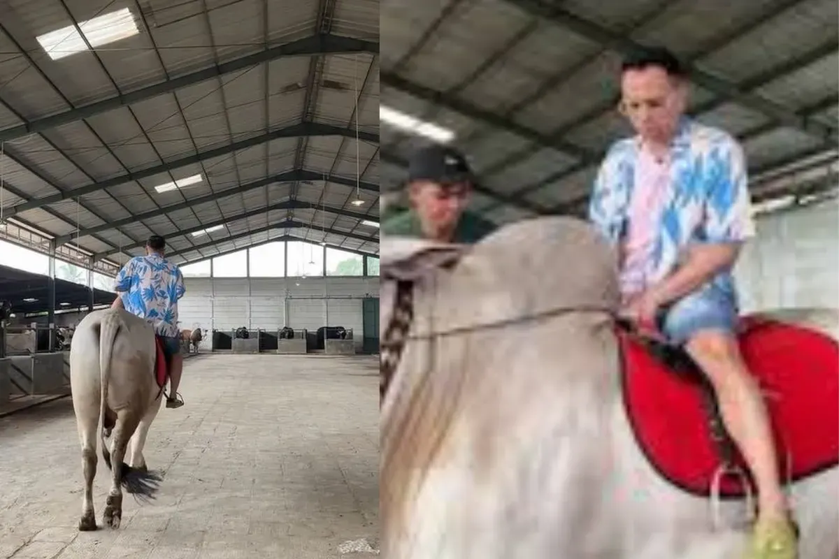 Raffi Ahmad saat mengunjungi peternakan milik Irfan Hakim, memilih sapi kurban jelang Iduladha 2025. (Sumber: TikTok/@nizarr027)