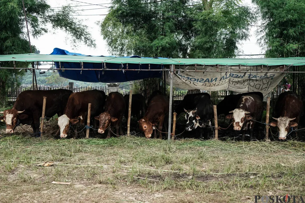 Pedagang memberi pakan hewan kurban menjelang Hari Raya Idul Adha di Tanah Kusir, Jakarta Selatan, Kamis, 29 Mei 2025. Lembaga Riset Institute for and Affluance Studies (IDEAS) memproyeksikan turunnya potensi nilai ekonomi kurban Indonesia tahun 2025 sebesar Rp27,1 triliun. (Sumber: Poskota/Bilal Nugraha Ginanjar)