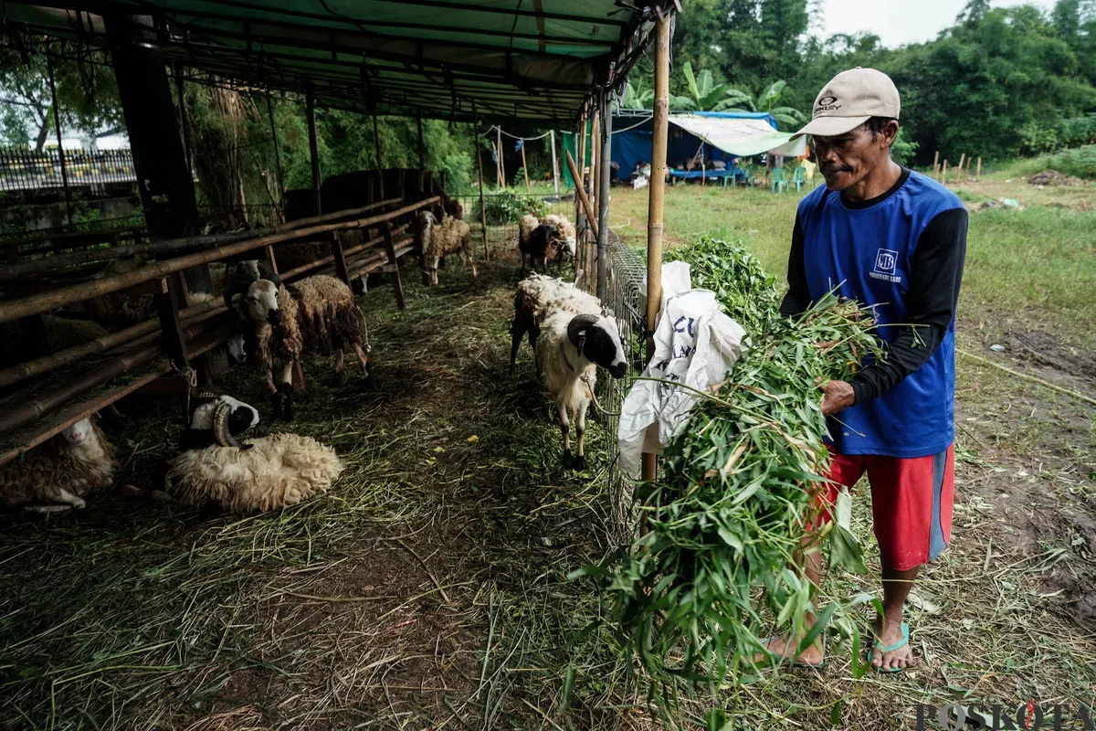 Pedagang memberi pakan hewan kurban menjelang Hari Raya Idul Adha di Tanah Kusir, Jakarta Selatan, Kamis, 29 Mei 2025. Lembaga Riset Institute for and Affluance Studies (IDEAS) memproyeksikan turunnya potensi nilai ekonomi kurban Indonesia tahun 2025 sebesar Rp27,1 triliun. (Sumber: Poskota/Bilal Nugraha Ginanjar)