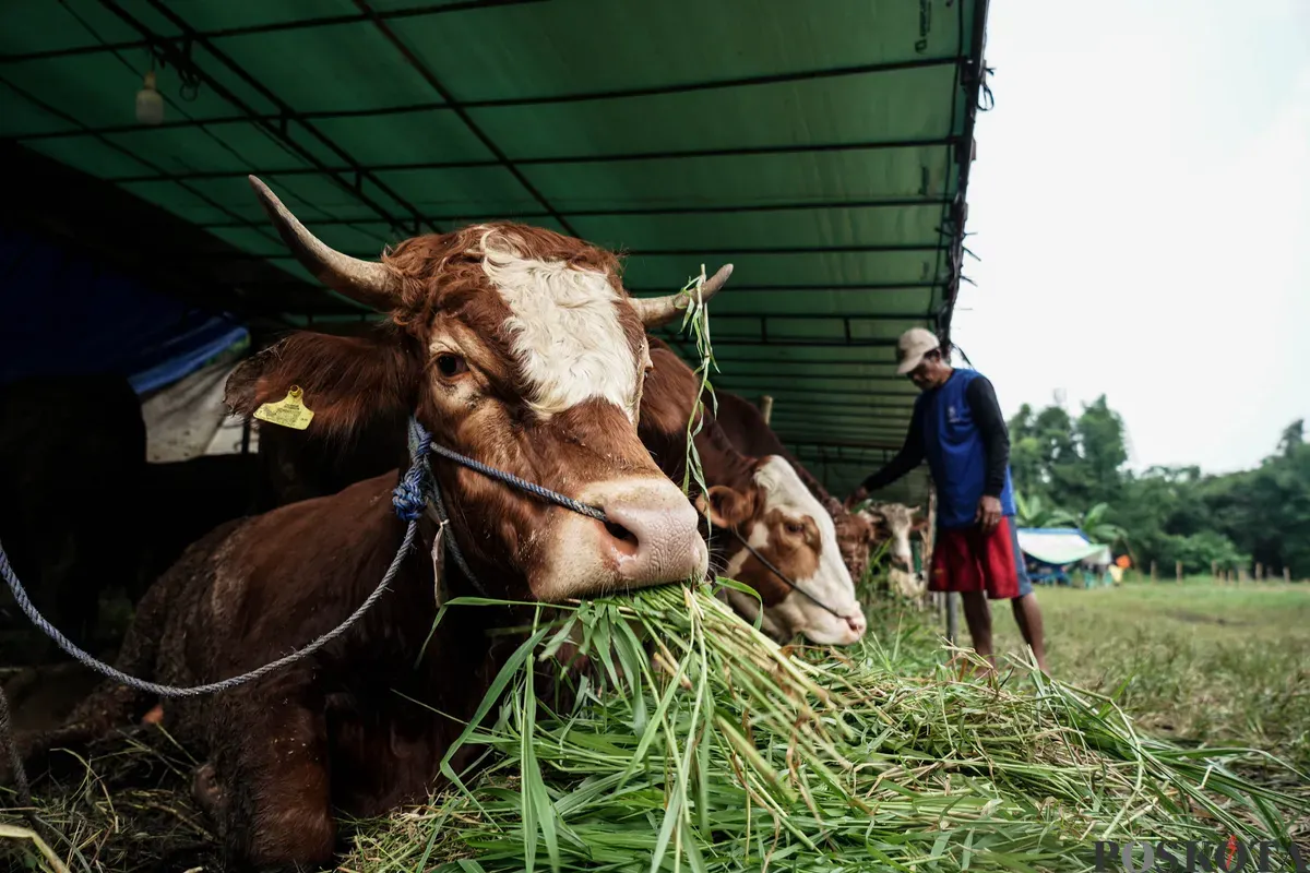 Pedagang memberi pakan hewan kurban menjelang Hari Raya Idul Adha di Tanah Kusir, Jakarta Selatan, Kamis, 29 Mei 2025. Lembaga Riset Institute for and Affluance Studies (IDEAS) memproyeksikan turunnya potensi nilai ekonomi kurban Indonesia tahun 2025 sebesar Rp27,1 triliun. (Sumber: Poskota/Bilal Nugraha Ginanjar)