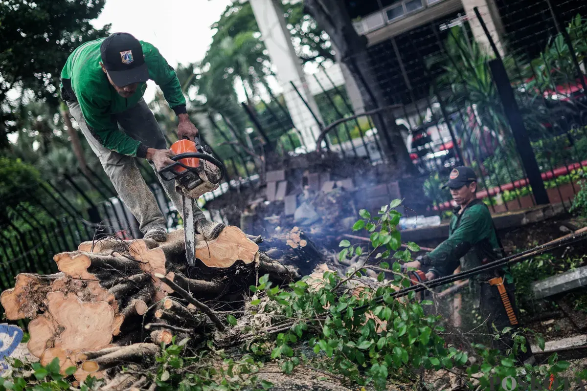 Petugas Suku Dinas Pertamanan dan Hutan Kota mengevakuasi pohon tumbang yang menimpa mobil taksi di Jalan Dr Wahidin Raya, Jakarta, Jumat, 14 November 2025. (Sumber: Poskota/Bilal Nugraha Ginanjar)
