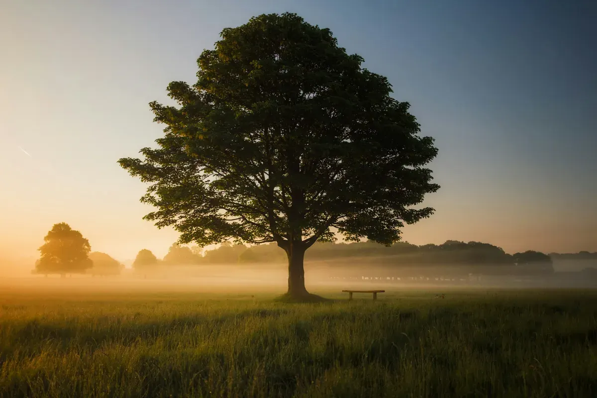 Tanggal 21 November Memperingati Hari Apa? Simak di Sini-Hari Pohon Sedunia (Sumber: Unsplash/Simon Wilkes)