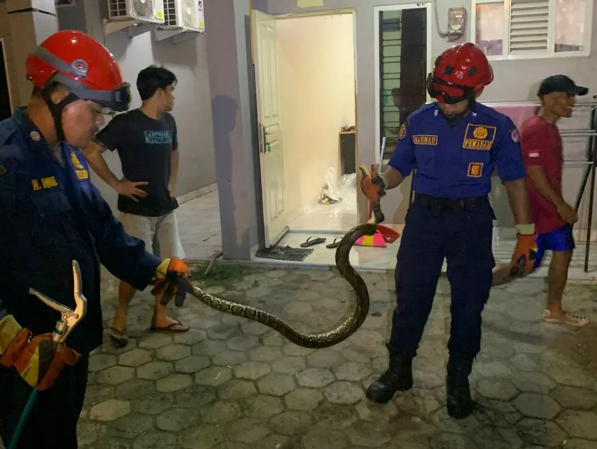 Petugas Damkar berhasil mengevakuasi ular dari dalam kamar mandi rumah warga di Pancoran Mas Kota Depok. (Sumber: Istimewa)