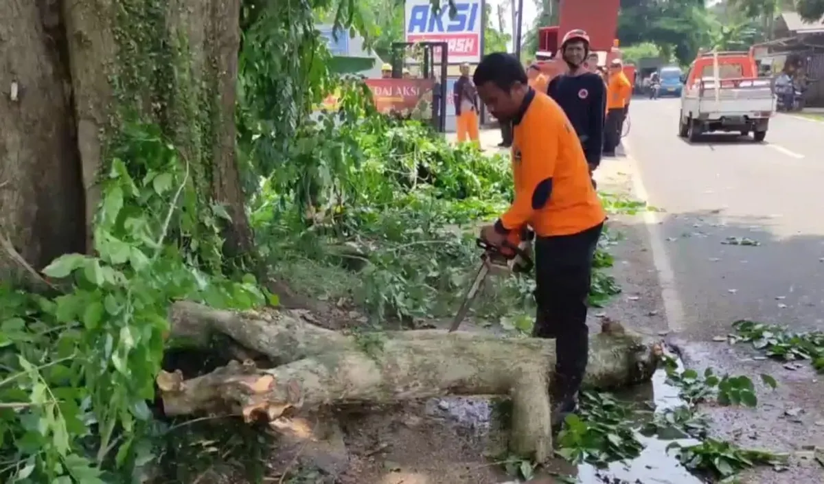 Ilustrasi petugas melakukan penebangan pohon rawan tumbang. (Sumber: BPBD Pandeglang)