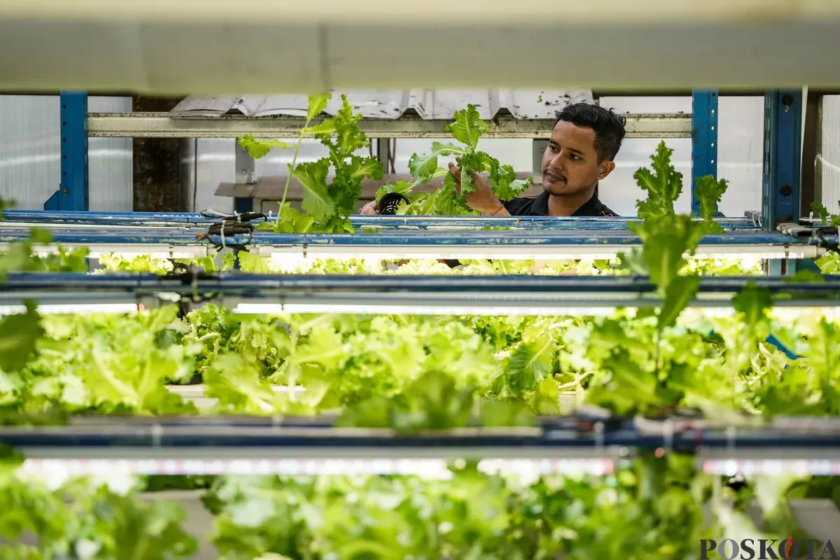 Pekerja memanen sayuran di Ladang Farm, Cilandak, Jakarta, Rabu, 3 September 2025. (Sumber: Poskota/Bilal Nugraha Ginanjar)