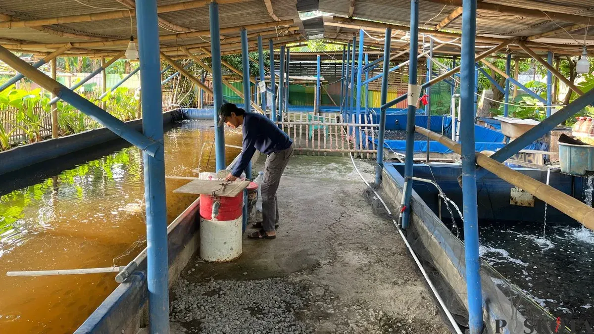 Pembudidaya di Poktan GSG 07 sedang mengecek ikan hasil budidaya, Senin, 20 April 2026. (Sumber: Poskota/Pandi Ramedhan)