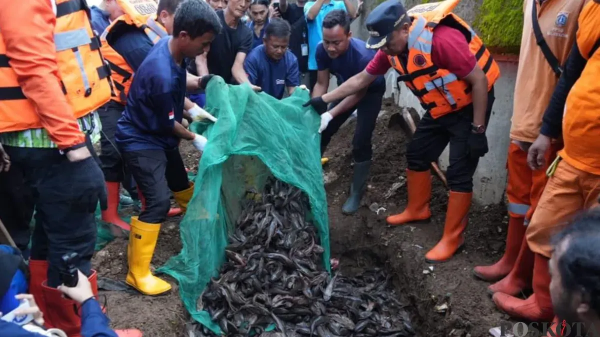Penanganan Ikan sapu-sapu di Jakarta. (Sumber: Poskota/M. Tegar Jihad)