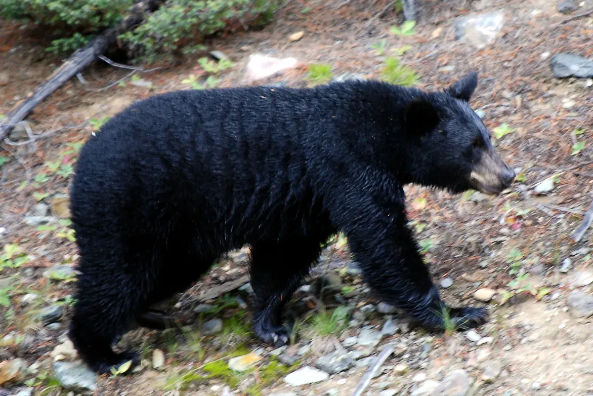 Profesi unik jadi beruang hitam menawarkan gaji hingga 100.000 yuan atau sekitar Rp263 juta per tahun. (Sumber: Wikimedia Commons)